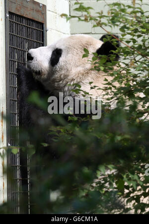 Tian Tian, le panda géant du zoo d'Édimbourg, dans son enceinte aujourd'hui car elle a été mise sous surveillance 24 heures après que les derniers tests hormonaux ont révélé qu'elle pourrait être enceinte. Banque D'Images