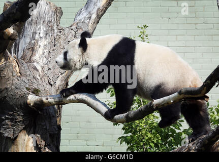 Tian Tian, le panda géant du zoo d'Édimbourg, dans son enceinte aujourd'hui car elle a été mise sous surveillance 24 heures après que les derniers tests hormonaux ont révélé qu'elle pourrait être enceinte. Banque D'Images