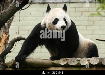 Tian Tian, le panda géant du zoo d'Édimbourg, dans son enceinte aujourd'hui car elle a été mise sous surveillance 24 heures après que les derniers tests hormonaux ont révélé qu'elle pourrait être enceinte. Banque D'Images