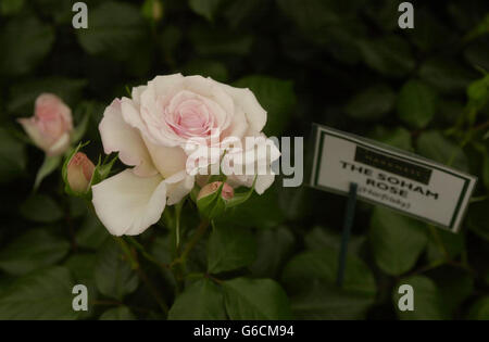 The Soham Rose produit par Harkness pour le Chelsea Flower Show 2003 qui a lieu dans le centre de Londres. * 25% des recettes de vente de Soham Rose seront remises au fonds d'appel Holly et Jessica créé pour les familles de Holly Wells et Jessica Chapman, les deux filles de Soham à Cambridgeshire qui ont été assassinées l'été dernier. Le salon des fleurs de Chelsea se tient sur le terrain de l'hôpital Royal, à Chelsea, et s'ouvre aux membres de la Royal Horticultural Society (RHS) le mardi et au grand public le mercredi après-midi. Banque D'Images