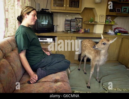 La gardienne d'animaux Carolyn Morrison avec le cerf Pere David de cinq semaines appelé Colin qui est élevé à la main dans une caravane au parc safari Blair Drummond près de Stirling. Banque D'Images