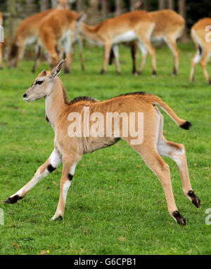 Nisbet, la petite Eland, âgée de trois semaines, fait ses débuts au parc safari Blair Drummond, près de Stirling. Le veau est né le 6 août à Limba, mère de trois ans, et Bud, papa de cinq ans. Nisbet est le premier à être né dans le parc depuis plus de 25 ans. Banque D'Images