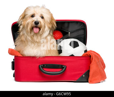 Bichon Havanais rouge heureux chien est assis dans une valise de voyage rouge avec son ballon de soccer et de jouets et d'attente pour le départ Banque D'Images