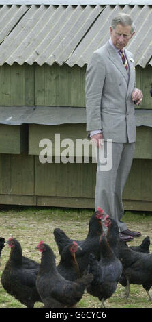 Le Prince de Galles regarde les poules de Black Rock lors d'une visite à Abbey Home Farm à Cirencester, en sa qualité de patron de l'Association des sols. * le Prince était là pour ouvrir officiellement le nouveau centre de ressources de la ferme, la salle verte, où les enfants et les adultes peuvent en savoir plus sur la production alimentaire, la préparation et l'environnement. Banque D'Images