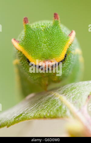 Foxy, empereur (Charaxes jasius caterpillar /) Banque D'Images
