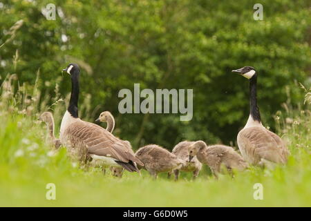 L'Allemagne, la bernache du Canada (Branta canadensis) / Banque D'Images