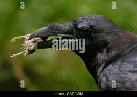 Grand corbeau, Allemagne / (Corvus corax) Banque D'Images