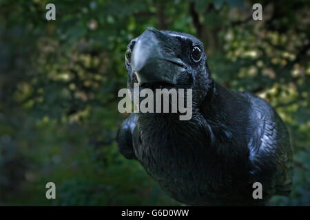 Grand corbeau, Allemagne / (Corvus corax) Banque D'Images