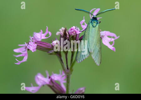 Green Forester, Allemagne / (Adscita statices) Banque D'Images