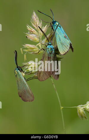 Green Forester, Allemagne / (Adscita statices) Banque D'Images