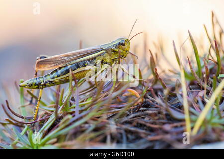 , Allemagne / (Stethophyma grossum) Banque D'Images