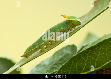 Foxy, empereur (Charaxes jasius caterpillar /) Banque D'Images