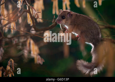 Loir, escalade, Hazel / Bush (Glis glis) Banque D'Images