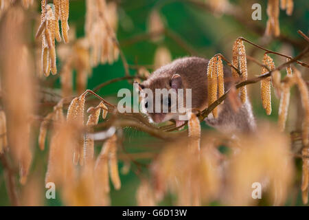 Loir, escalade, Hazel / Bush (Glis glis) Banque D'Images