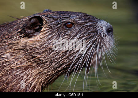 Allemagne, ragondin (Myocastor coypus) / Banque D'Images