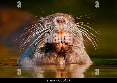 Allemagne, ragondin (Myocastor coypus) / Banque D'Images