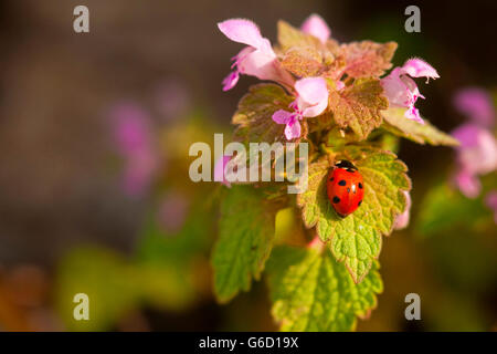 Sur place, sept Coccinelle rouge deadnettle, Allemagne / (Coccinella septempunctata) (Lamium purpureum) Banque D'Images