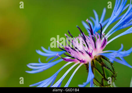 Bleuet vivace, Allemagne / (centaurea montana) Banque D'Images