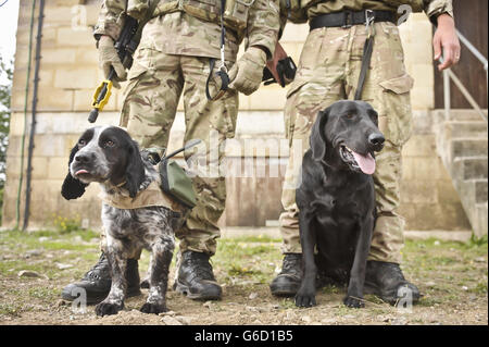 Les chiens de travail militaires Quin, à gauche, et Tonic, à droite, se refroidissez entre leurs jambes pendant qu'ils chattent tout en prenant une pause de l'entraînement sur le terrain d'entraînement militaire Wiltshire de la plaine de Salisbury alors que la 7e Brigade blindée se prépare à se déployer en Afghanistan dans le cadre de l'opération Herrick 19. Banque D'Images