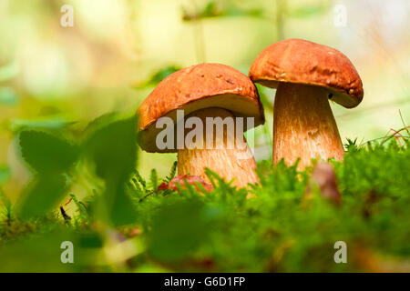 Penny bun, deux, Allemagne / (Boletus edulis) Banque D'Images