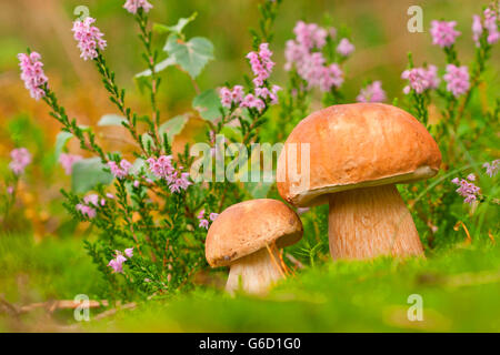 Penny bun, deux, Allemagne / (Boletus edulis) Banque D'Images