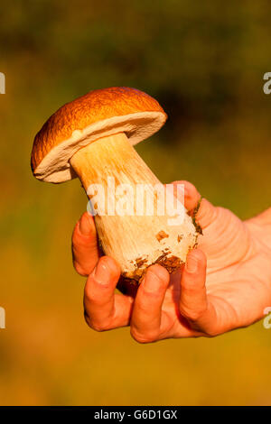 Penny bun, la collecte de champignons, à la main, Allemagne / (Boletus edulis) Banque D'Images