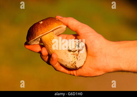 Penny bun, la collecte de champignons, à la main, Allemagne / (Boletus edulis) Banque D'Images