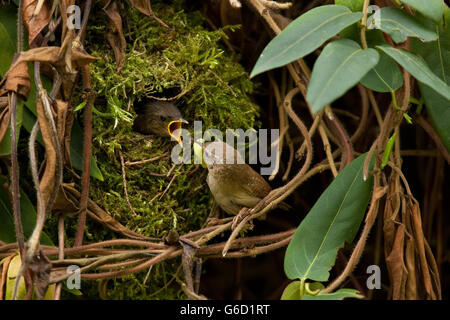 Troglodyte mignon, Bird's Nest, Allemagne / (Troglodytes troglodytes) Banque D'Images