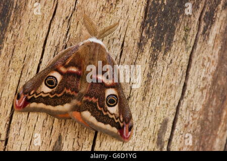 Petit papillon empereur, homme, Allemagne / (Saturnia pavonia) Banque D'Images