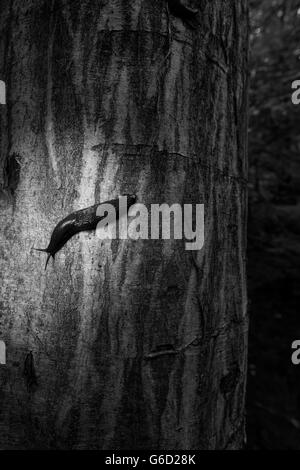 Limax cinereoniger sur un tronc d'arbre Banque D'Images