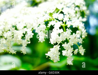 Gros plan d'une grappe de fleurs blanches dans une forêt Banque D'Images