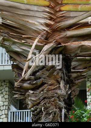 La Jamaïque, resort, Caraïbes , Banque D'Images