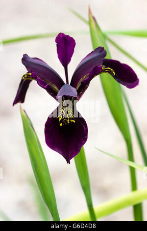 Pourpre foncé sous forme de l'espèce variable iris, Iris chrysographes Banque D'Images