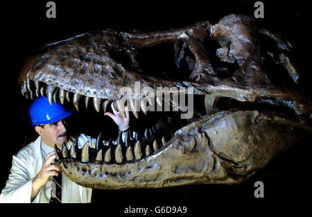 Ingénieur du Musée d'Histoire naturelle, John Phillips travaille à la tête du modèle de dinosaure T-Rex pour terminer la construction du squelette de 3/4 tonnes, au Musée d'Histoire naturelle de Londres. *..le squelette a été expédié du Canada à l'intérieur d'un conteneur maritime de 20 pieds et a pris plus de trois semaines pour arriver. Le modèle fera partie de l'exposition d'été 'T-Rex la question Killer'. 10/02/2004: Le Musée d'Histoire naturelle sera incapable de rivaliser comme l'une des principales attractions touristiques de Grande-Bretagne sans plus de financement, a-t-on affirmé, mardi 10 février 2004. Subventions gouvernementales à l'épreuve de l'inflation Banque D'Images