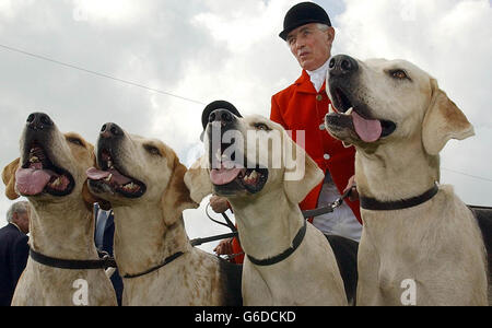 Jugement de classe Hound.Un huntsman se tient avec ses chiens au Great Yorkshire Show à Harrogate. Banque D'Images