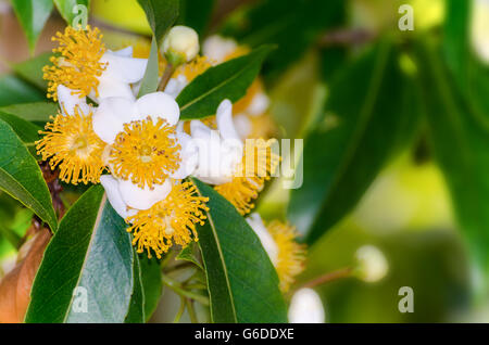 Fleurs blanches avec un magnifique groupe carpelle jaune sur l'arbre de calophyllum inophyllum alexandrin ou Laurel Banque D'Images