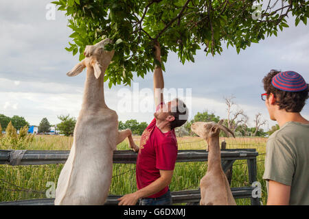 Les hommes aident les chèvres à feuilles sur une branche d'arbre à Beit-Izim urbain, une chèvre à la ferme coopérative à Boulder, Colorado. Banque D'Images