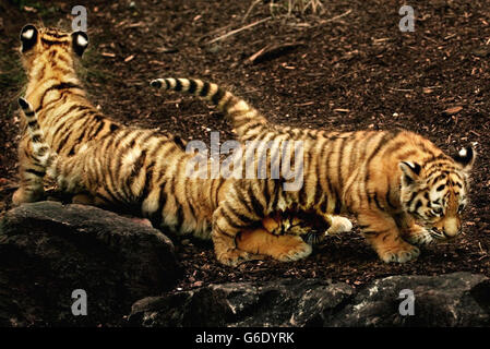 Trois petits tigres d'Amur nés en mars sortent pour la première fois en vue publique au zoo d'Édimbourg, après l'ouverture de leur nouvelle enceinte par l'auteur Yann Martel, lauréat du prix Booker. * l'enceinte a été transformée pour fournir maman Sasha, papa Yuri et trois petits Vlad, Shilka et Zeya avec cinq fois l'espace qu'ils avaient avant. Banque D'Images