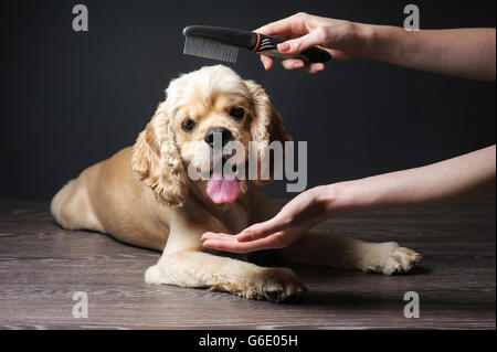 Toiletteur Femme Jeune Cocker pure race, de peignes pour une coiffure dans la salle. Banque D'Images