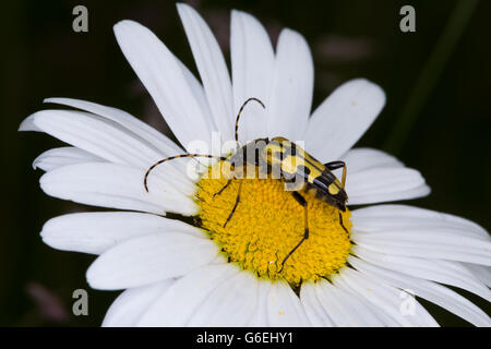 Longhorn beetle, rutpela maculata, uk Banque D'Images