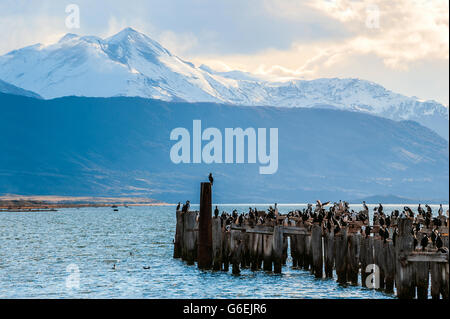 Colonie de cormorans King, ancien quai, Puerto Natales, Chili Banque D'Images