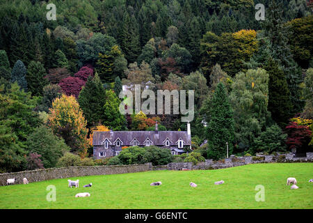 Couleur d'automne dans les arbres près du lac Grasmere dans le district du lac, Cumbria. Banque D'Images