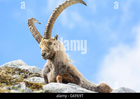 Bouquetin des Alpes (Capra ibex), Alpes, Mittersill, Autriche, Salzbourg, Nationalpark Hohe Tauern Banque D'Images