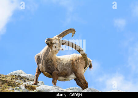 Bouquetin des Alpes (Capra ibex), Alpes, Mittersill, Autriche, Salzbourg, Nationalpark Hohe Tauern Banque D'Images