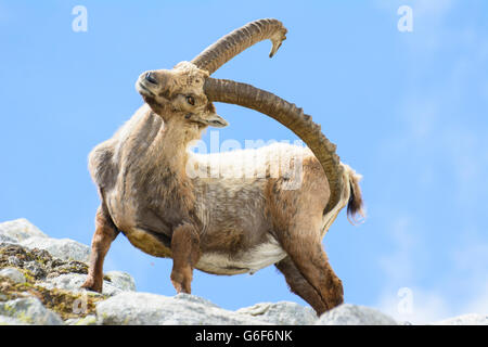 Bouquetin des Alpes (Capra ibex), Alpes, Mittersill, Autriche, Salzbourg, Nationalpark Hohe Tauern Banque D'Images