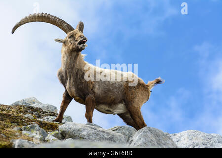 Bouquetin des Alpes (Capra ibex), Alpes, Mittersill, Autriche, Salzbourg, Nationalpark Hohe Tauern Banque D'Images