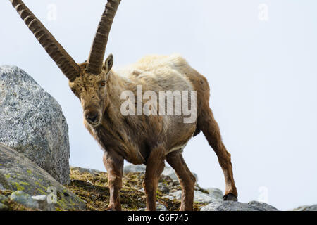 Bouquetin des Alpes (Capra ibex), Alpes, Mittersill, Autriche, Salzbourg, Nationalpark Hohe Tauern Banque D'Images