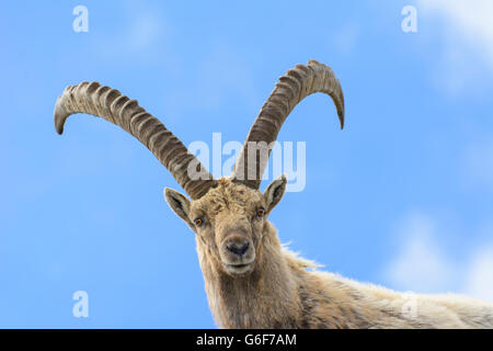 Bouquetin des Alpes (Capra ibex), Alpes, Mittersill, Autriche, Salzbourg, Nationalpark Hohe Tauern Banque D'Images