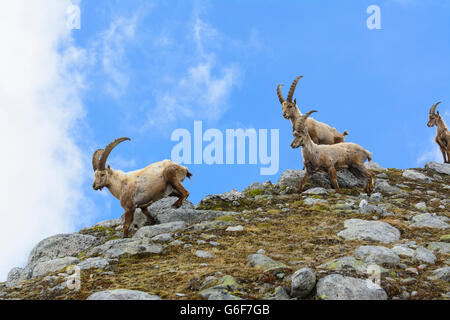 Bouquetin des Alpes (Capra ibex), Alpes, Mittersill, Autriche, Salzbourg, Nationalpark Hohe Tauern Banque D'Images