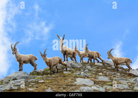 Bouquetin des Alpes (Capra ibex), Alpes, Mittersill, Autriche, Salzbourg, Nationalpark Hohe Tauern Banque D'Images